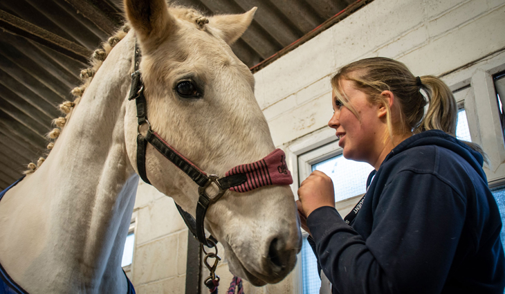 Equine student looking at horse