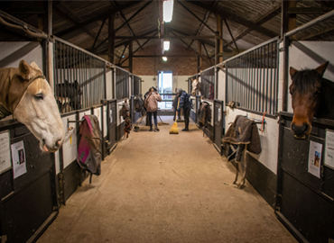 Photo of horses in stables