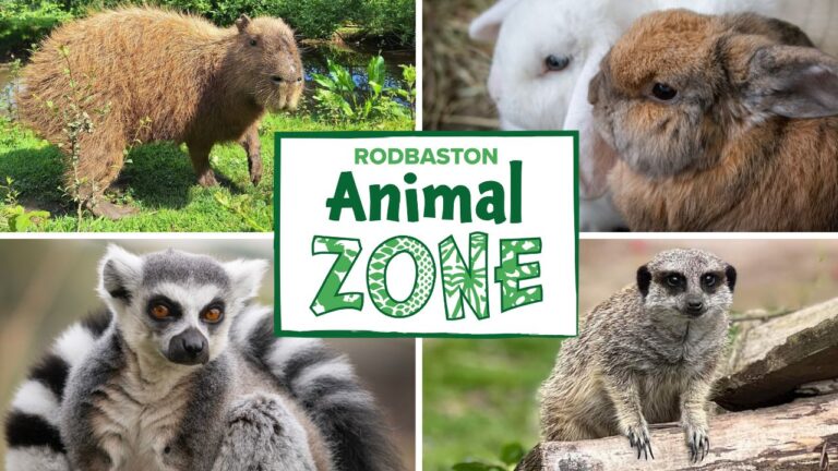 Photos of capybara, rabbits, lemur and meerkat promoting the Rodbaston Animal Zone