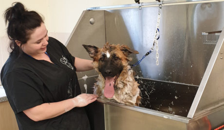 Dog Grooming - Level 2 – South Staffordshire College